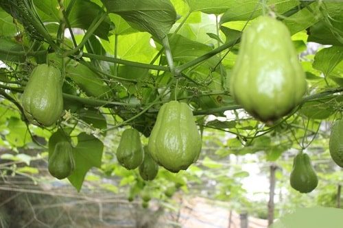 Bán buôn bán sỉ su su