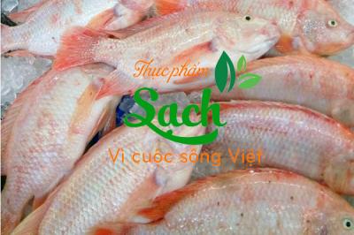 Bán sỉ cá diêu hồng