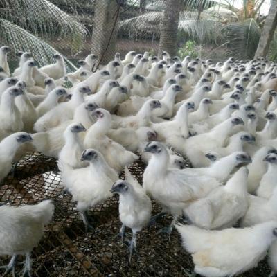 CÁCH NUÔI GÀ ÁC ĐẠT LỢI NHUẬN CAO