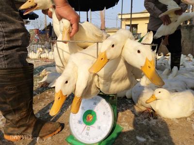 Chuyên Cấp, Bỏ Mối, Bán Lẻ Các Loại Gia Cầm Gà Vịt