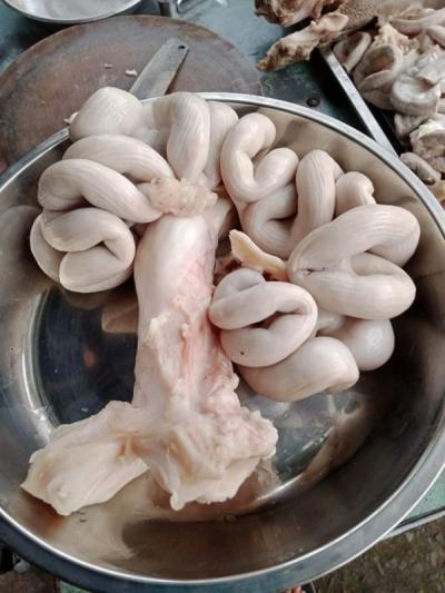 CHUYÊN CUNG CẤP DỒI TRƯỜNG GIÁ SỈ