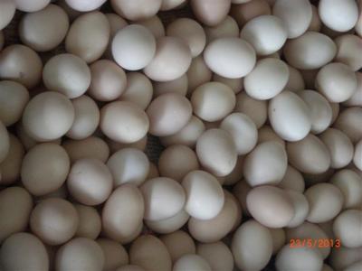 Công dụng của trứng gà ác