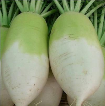 Củ cải Hàn Quốc