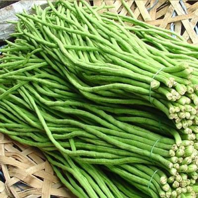 Đậu đũa - đậu cove