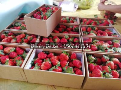 Dâu Tây Đà Lạt Sỉ