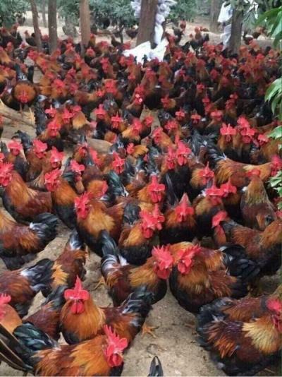 Gà ta thả vườn sạch giá sỉ