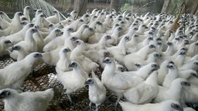 Giá 1 con gà ác bao nhiêu tiền