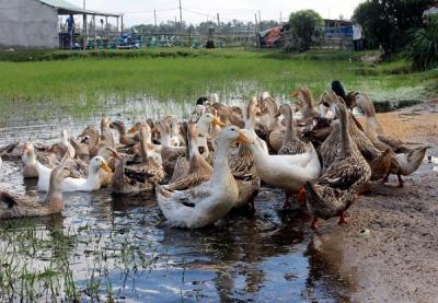 Mua vịt cỏ ở đâu TPHCM