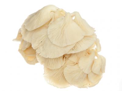 Nấm bào ngư trắng vỉ 300g