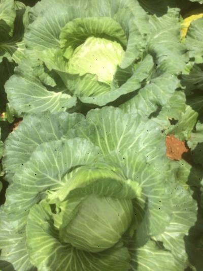 Nguồn hàng Rau, Củ, Quả - Tươi giá sỉ, giá bán buôn