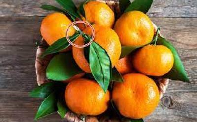 Quýt đường Mường Khương