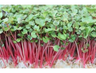 Rau mầm củ cải đỏ