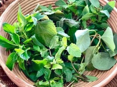 Rau thơm các loại