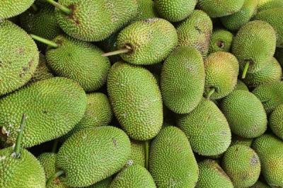 Sỉ mít tố nữ giá rẻ tận vườn